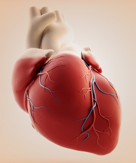 3D модель сердца